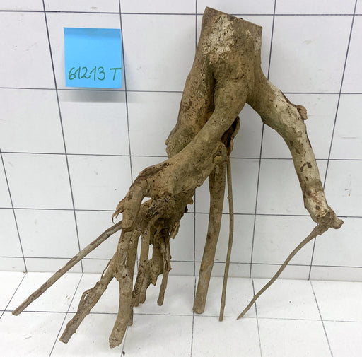 61213T Talawa Wurzel Holz