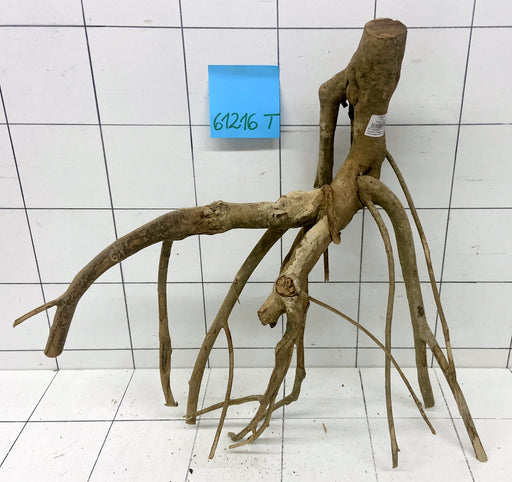 61216T Talawa Wurzel Holz