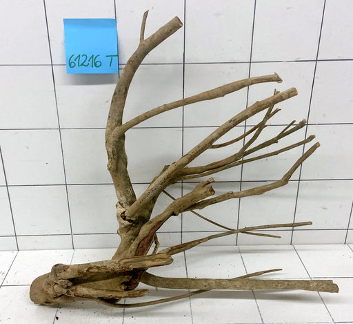 61216T Talawa Wurzel Holz