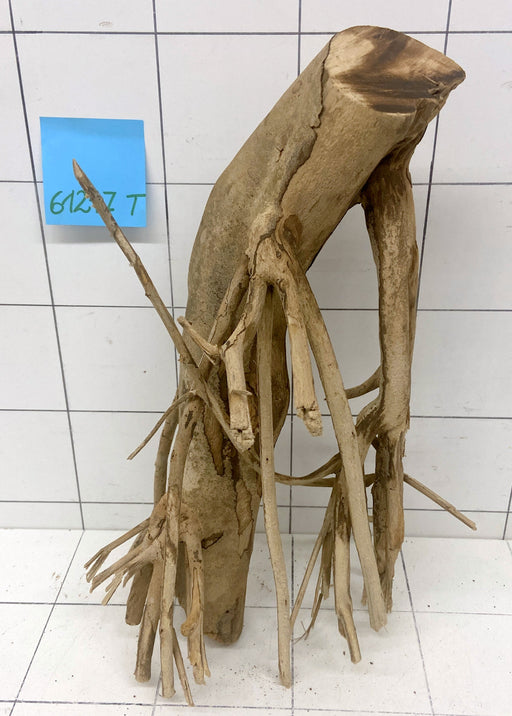 61217T Talawa Wurzel Holz