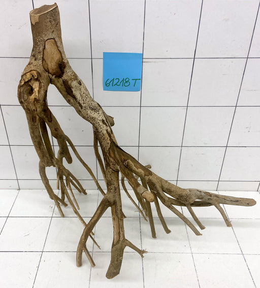 61218T Talawa Wurzel Holz