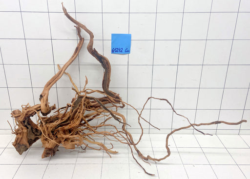 61242Cu - Curlwood Wurzel Holz