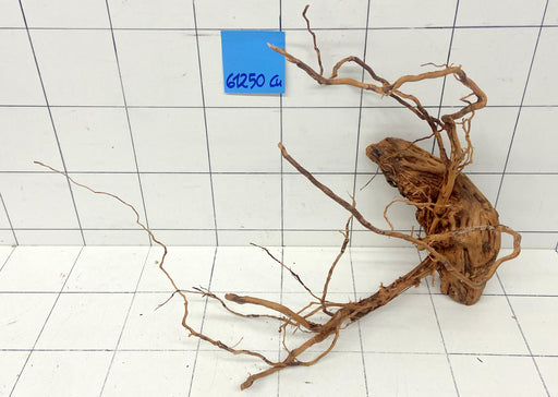 61250Cu - Curlwood Wurzel Holz