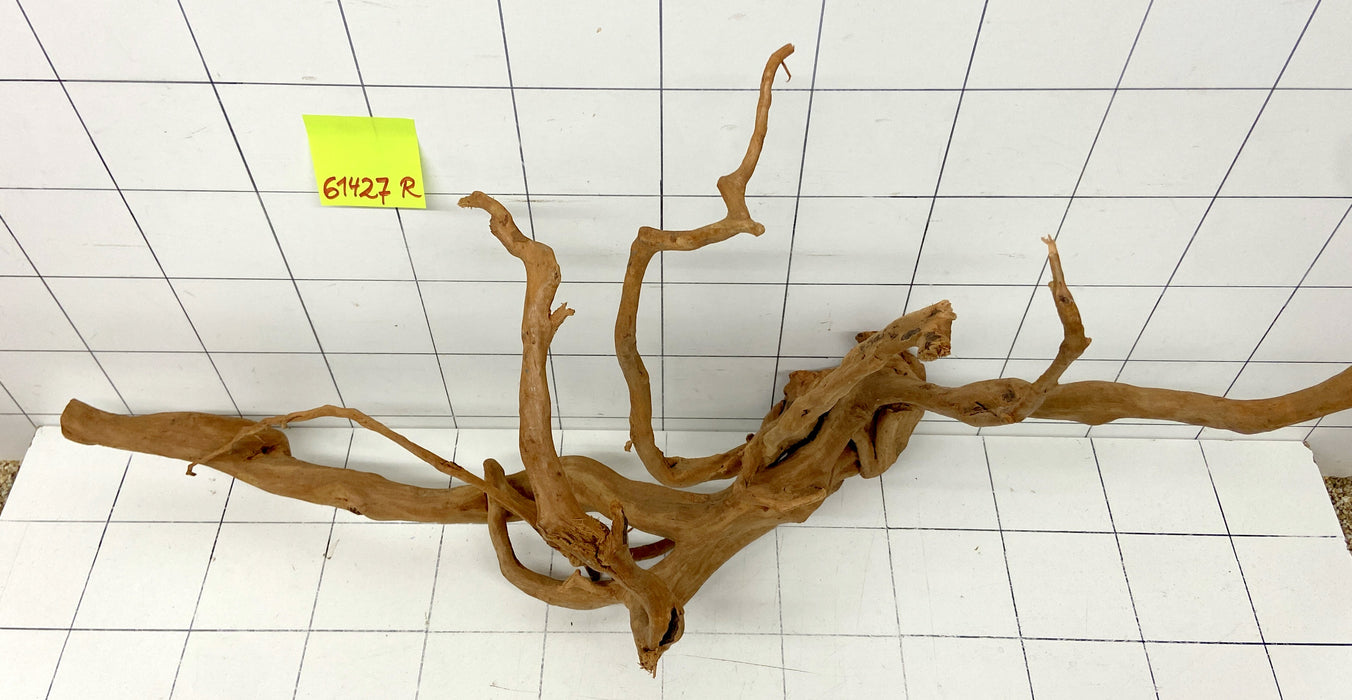 61427R Fingerwood / Rote Moorwurzel Holz XL