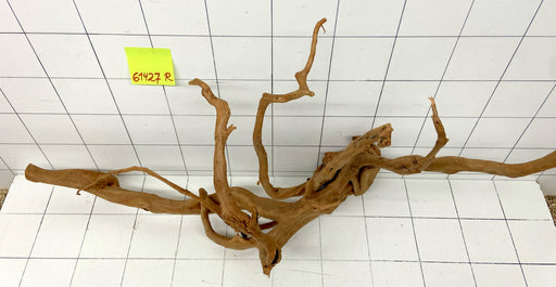 61427R Fingerwood / Rote Moorwurzel Holz XL