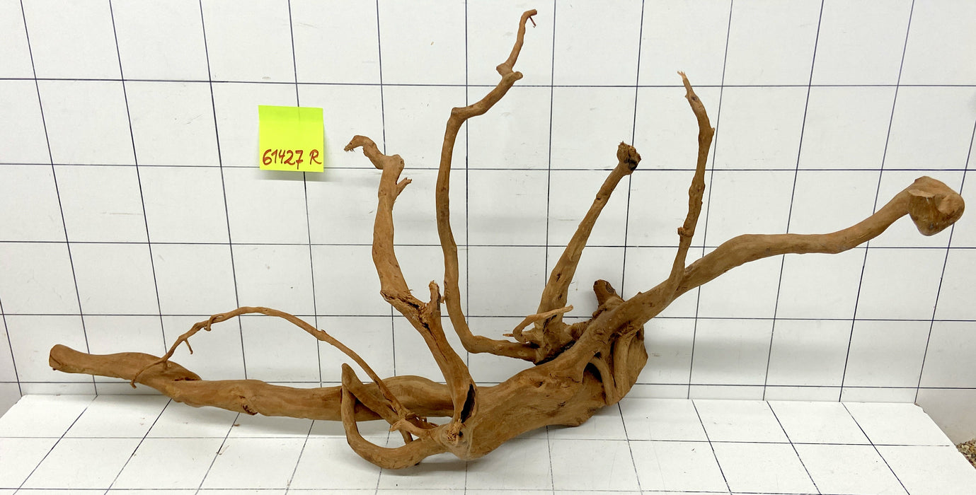 61427R Fingerwood / Rote Moorwurzel Holz XL