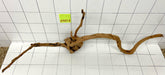 61429R Fingerwood / Rote Moorwurzel Holz XL