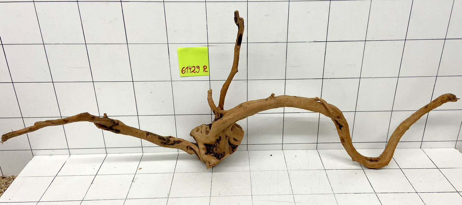 61429R Fingerwood / Rote Moorwurzel Holz XL
