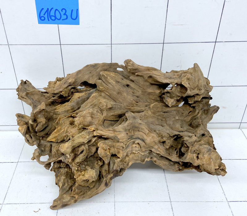 61603U - Ubatuba Wurzel Holz