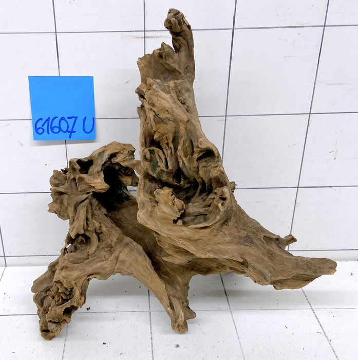 61607U - Ubatuba Wurzel Holz