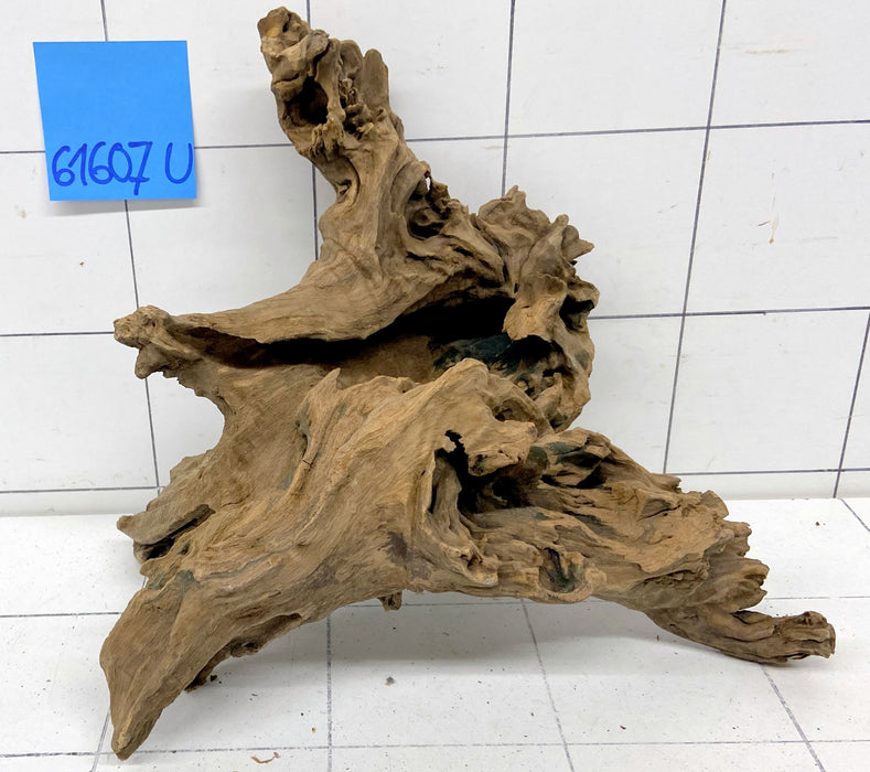 61607U - Ubatuba Wurzel Holz