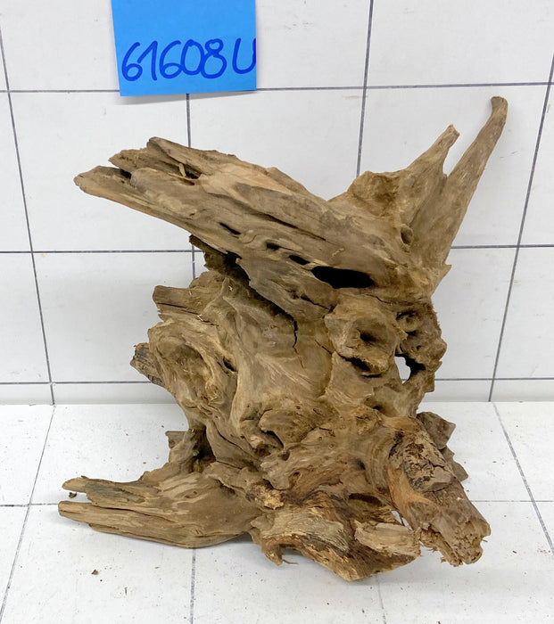 61608U - Ubatuba Wurzel Holz