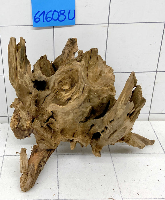 61608U - Ubatuba Wurzel Holz
