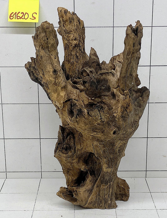 61620S Samoa Wurzel Holz XL