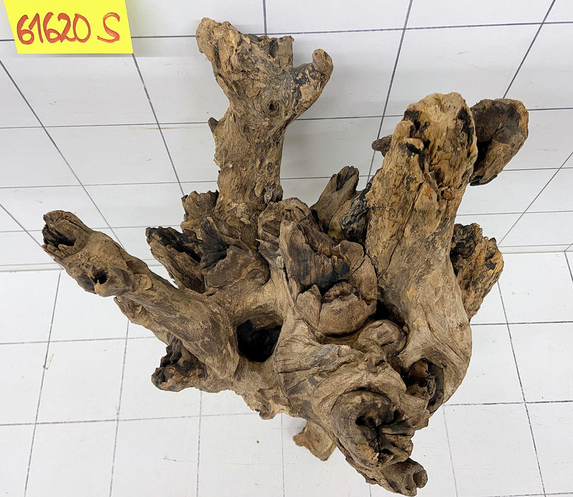 61620S Samoa Wurzel Holz XL