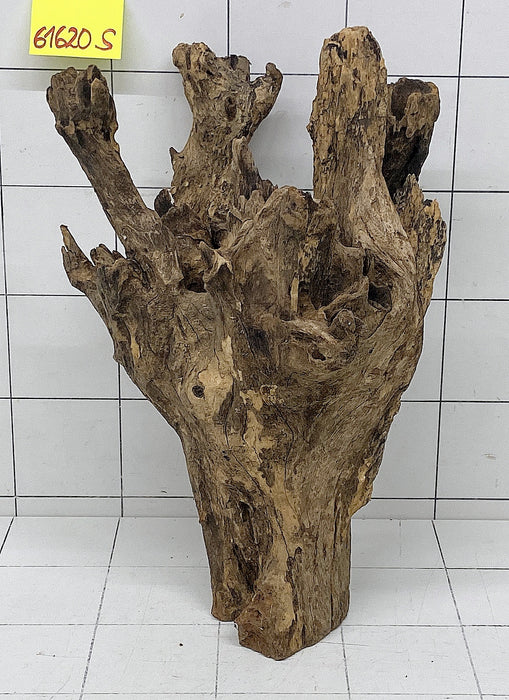 61620S Samoa Wurzel Holz XL