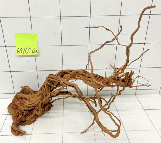 61701Cu - Curlwood Wurzel Holz