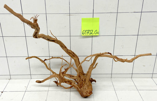61702Cu - Curlwood Wurzel Holz