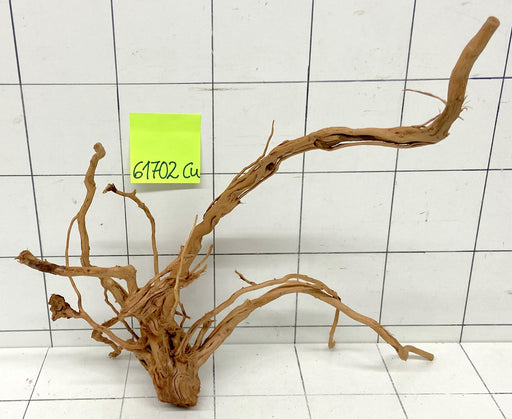 61702Cu - Curlwood Wurzel Holz