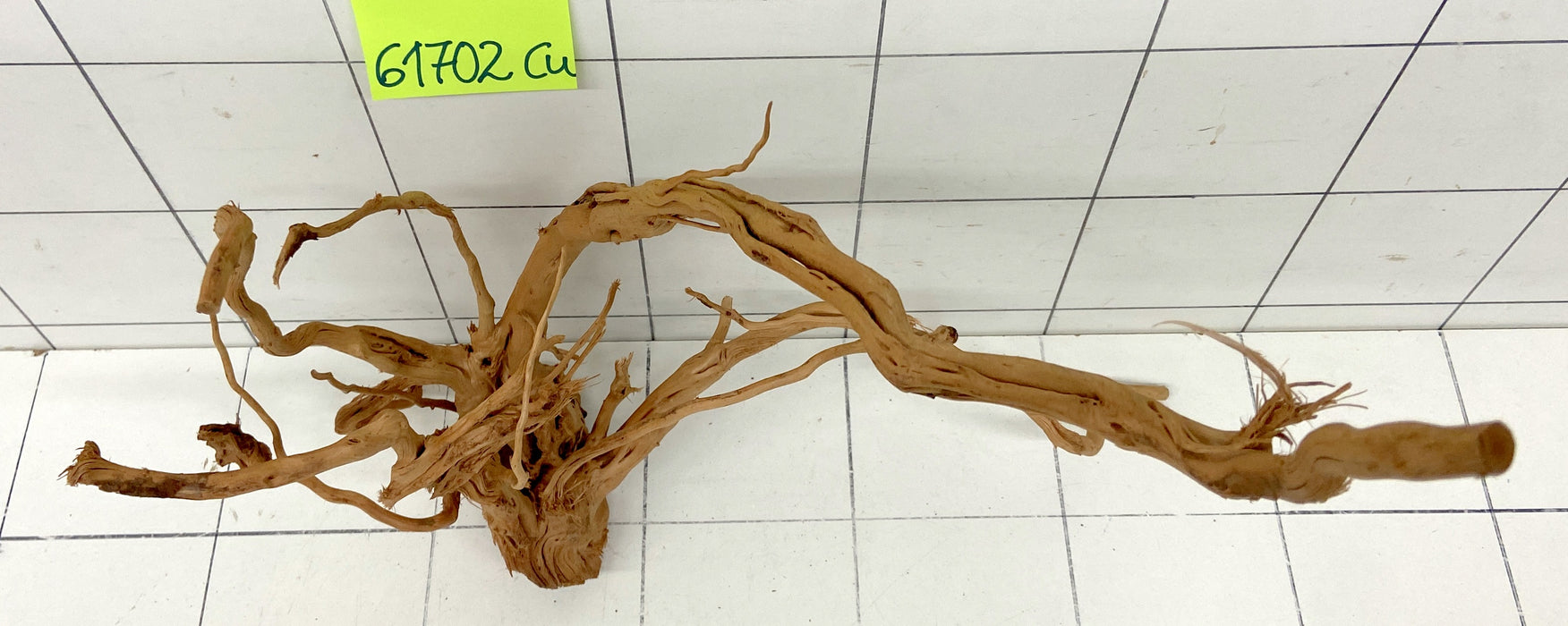 61702Cu - Curlwood Wurzel Holz