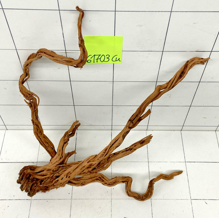 61703Cu - Curlwood Wurzel Holz