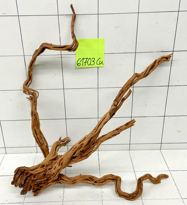 61703Cu - Curlwood Wurzel Holz