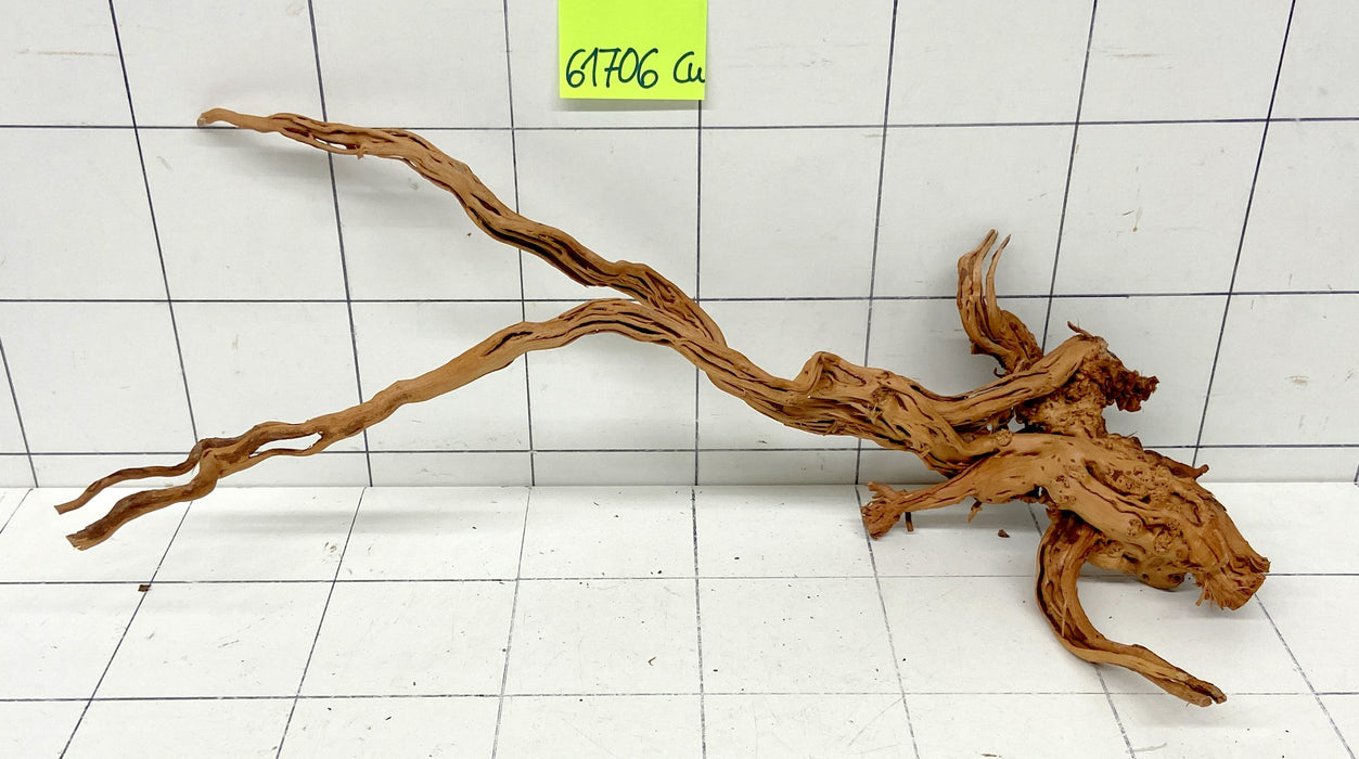 61706Cu - Curlwood Wurzel Holz