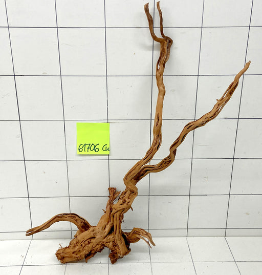 61706Cu - Curlwood Wurzel Holz