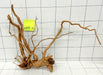 61711Cu - Curlwood Wurzel Holz