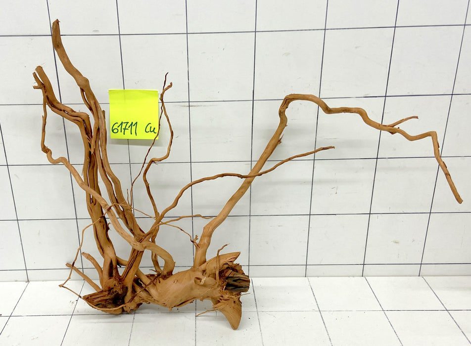 61711Cu - Curlwood Wurzel Holz
