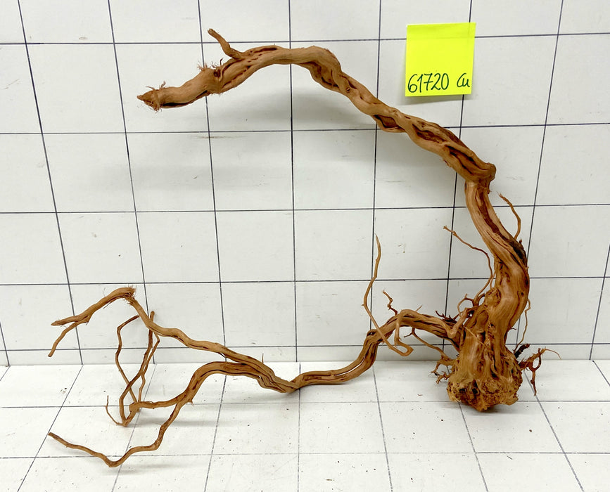 61720Cu - Curlwood Wurzel Holz