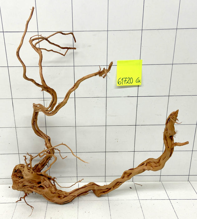 61720Cu - Curlwood Wurzel Holz