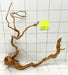 61720Cu - Curlwood Wurzel Holz