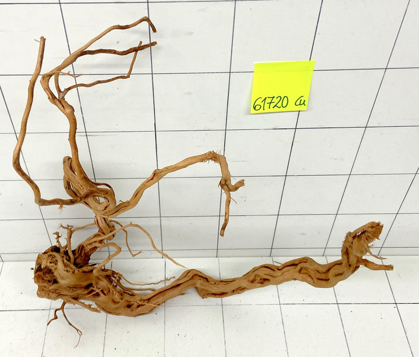 61720Cu - Curlwood Wurzel Holz