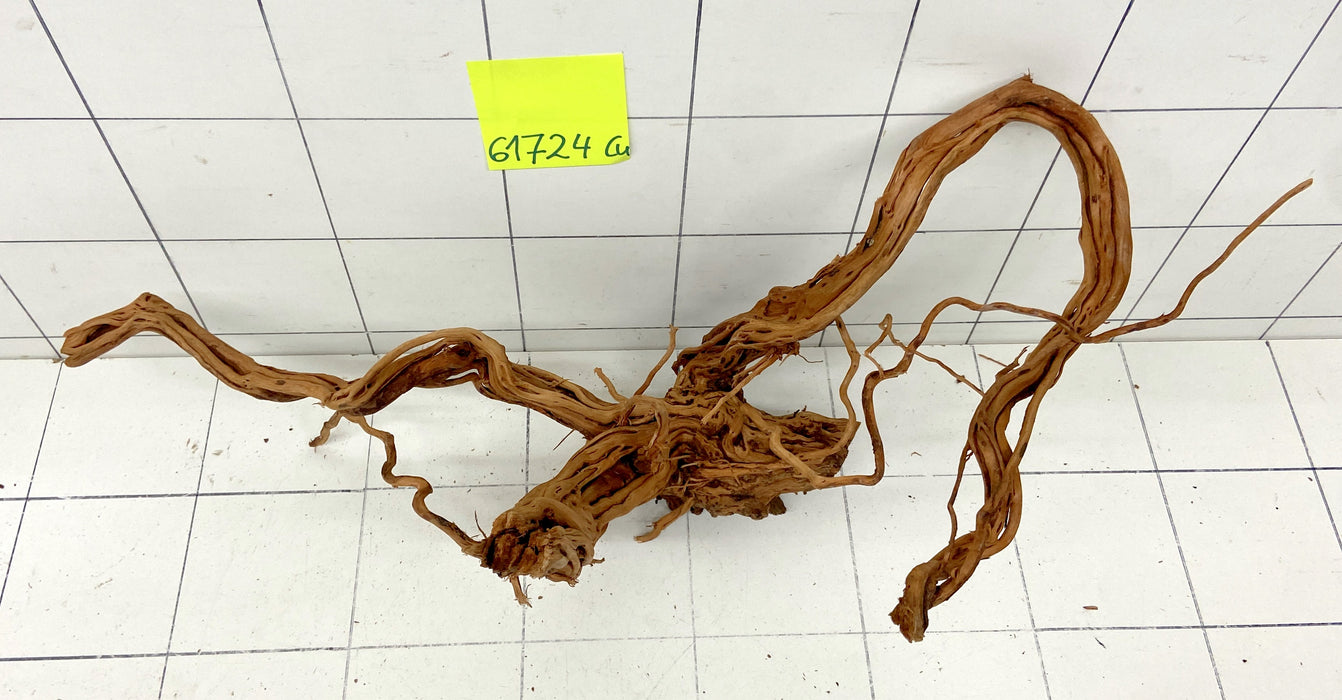61724Cu - Curlwood Wurzel Holz
