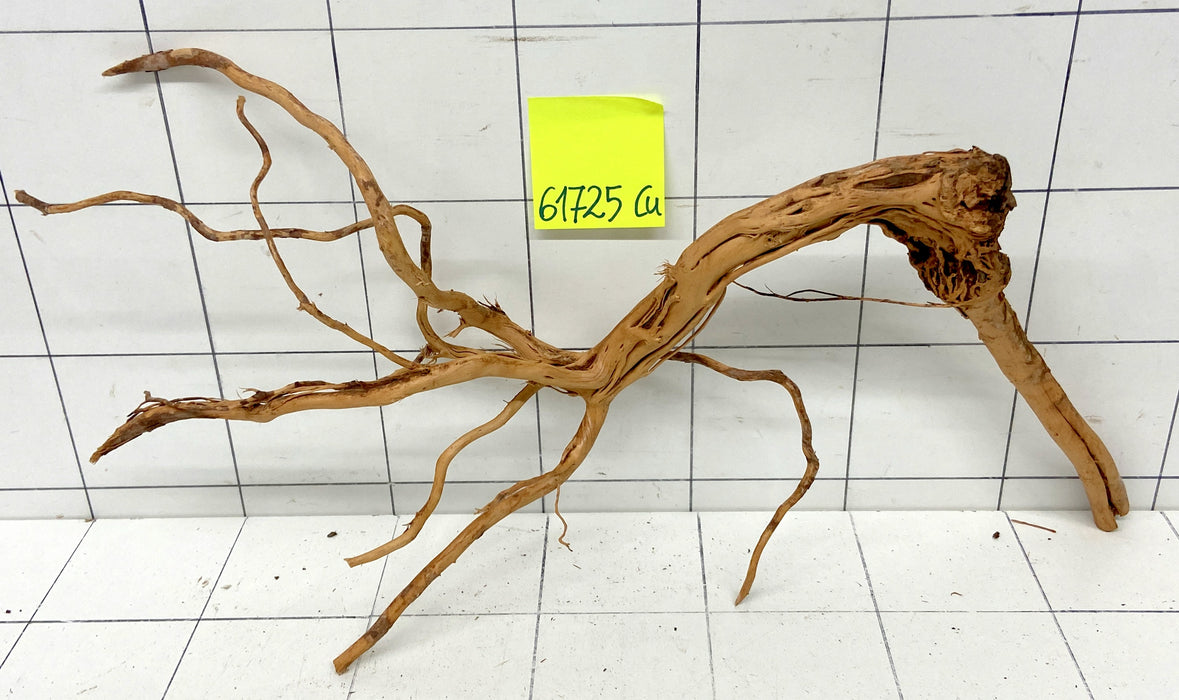 61725Cu - Curlwood Wurzel Holz