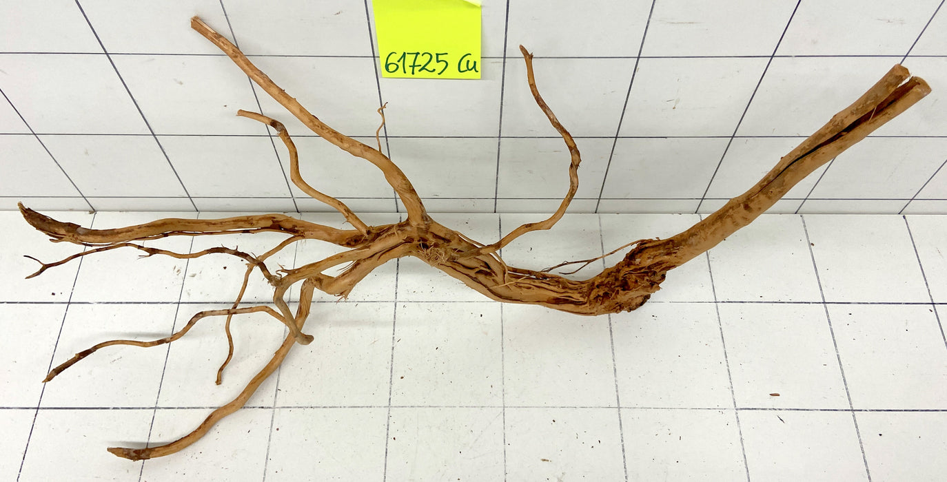 61725Cu - Curlwood Wurzel Holz