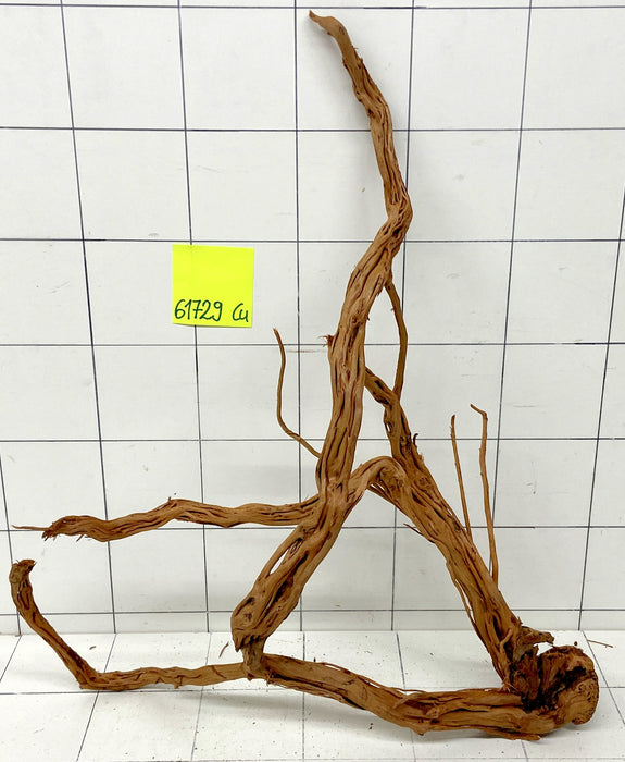 61729Cu - Curlwood Wurzel Holz