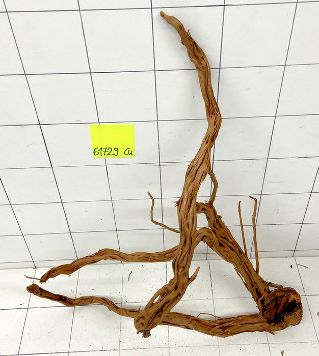61729Cu - Curlwood Wurzel Holz