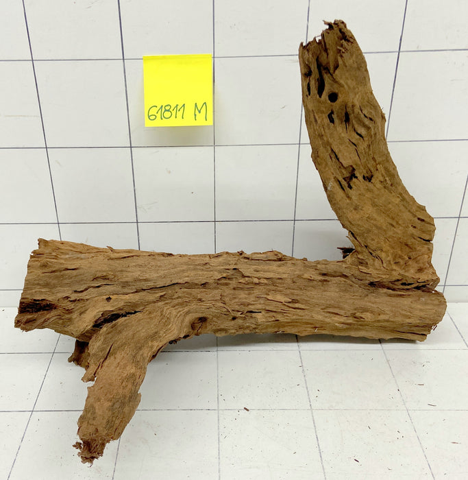 61811M - Mangrovenwurzel Holz