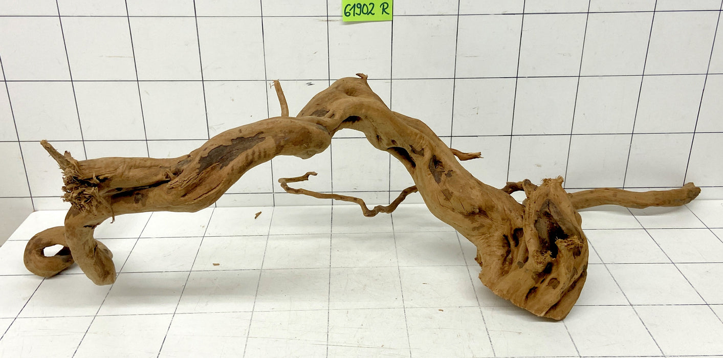 61902R Fingerwood / Rote Moorwurzel Holz XL