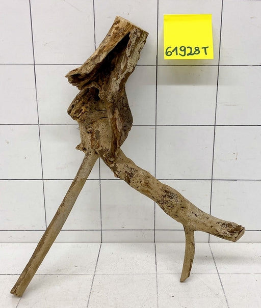 61928T Talawa Wurzel Holz