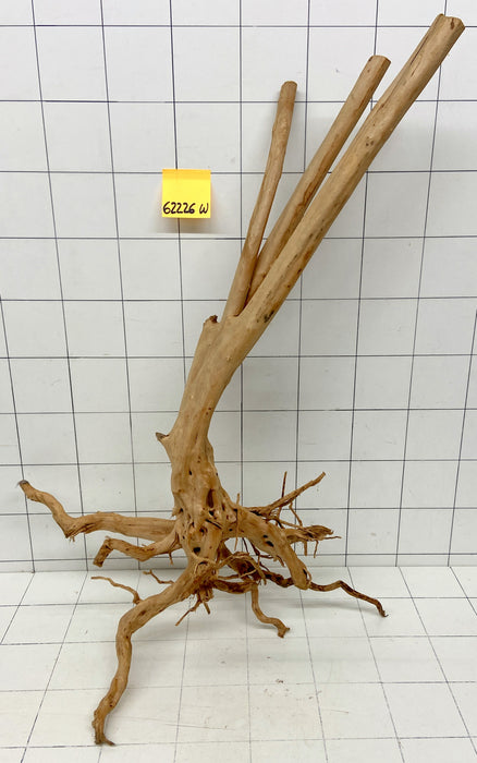 62226W Woodstump Wurzelholz