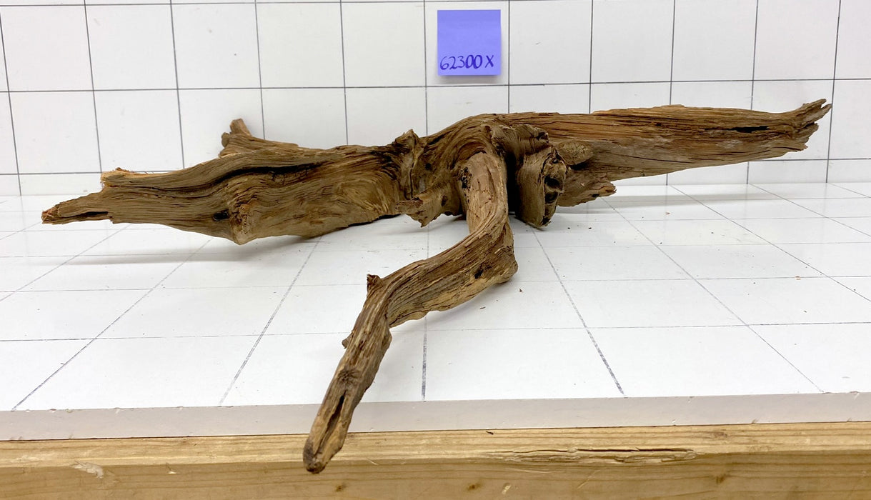 62300X - XINGU Wood Wurzelholz mit geschnittener Grundfläche