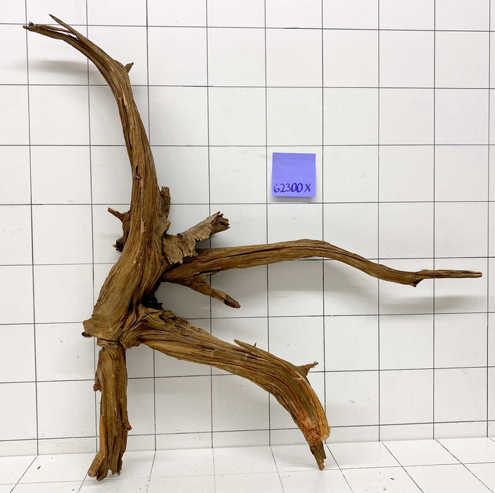 62300X - XINGU Wood Wurzelholz mit geschnittener Grundfläche