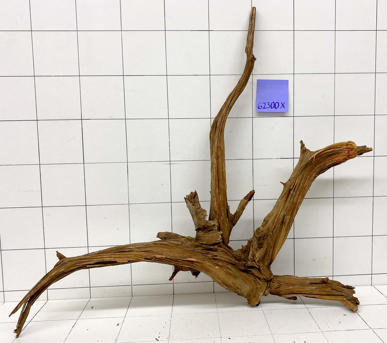 62300X - XINGU Wood Wurzelholz mit geschnittener Grundfläche