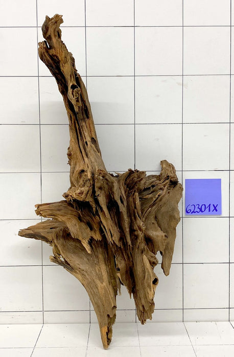 62301X - XINGU Wood Wurzelholz mit geschnittener Grundfläche