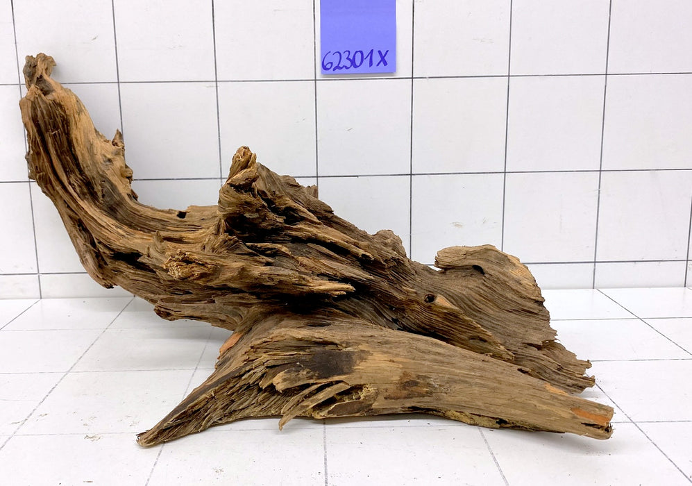 62301X - XINGU Wood Wurzelholz mit geschnittener Grundfläche