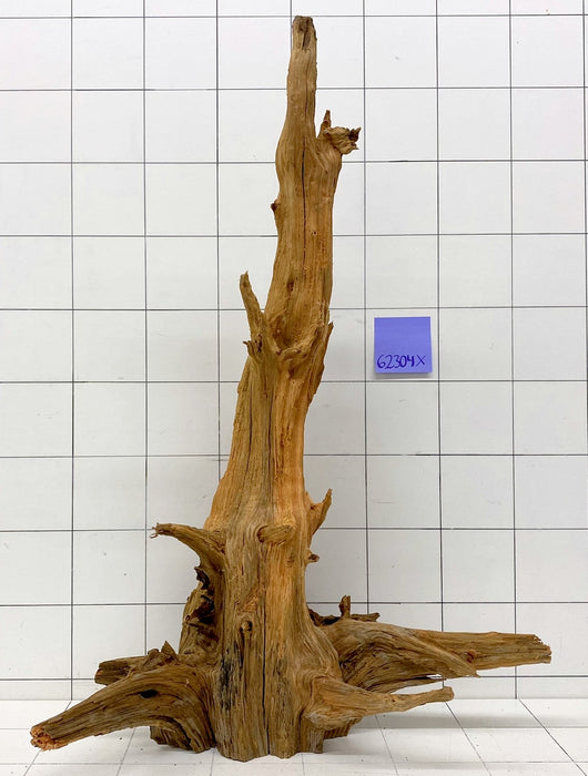 62304X - XINGU Wood Wurzelholz mit geschnittener Grundfläche