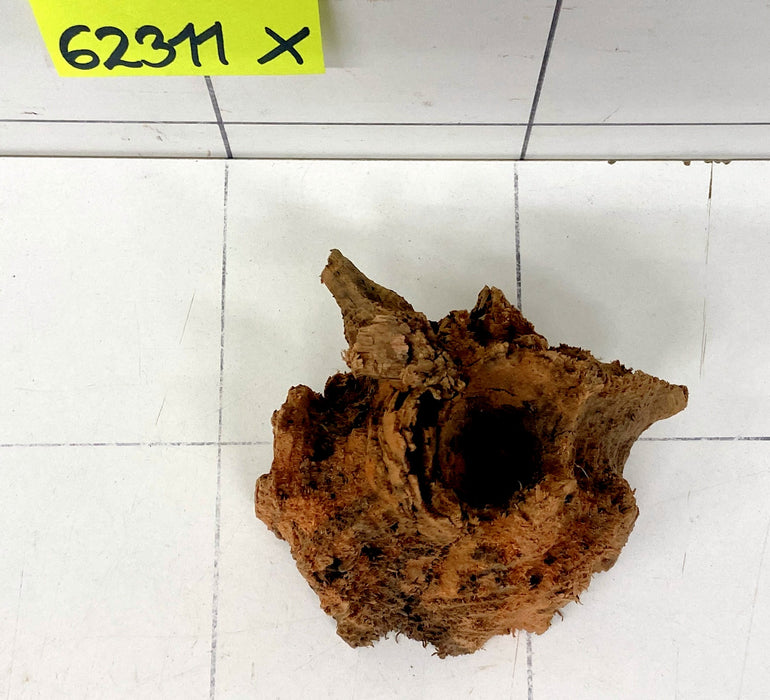 62311X - XINGU Wood Wurzelholz mit geschnittener Grundfläche
